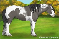 Horse Color:Grullo Splash Tobiano 