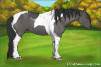 Horse Color:Blue Roan Tobiano 
