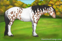 Horse Color:Bay Tobiano Near Leopard 