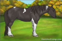 Horse Color:Smoky Black Tobiano 