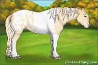 Horse Color:Palomino Roan Tobiano Near Leopard