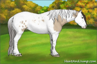 Horse Color:Bay Dun Splash Tobiano Appaloosa 