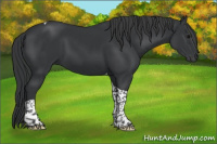 Horse Color:Black Sabino Tobiano 
