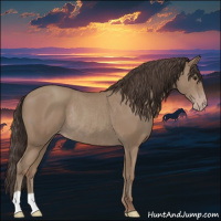 Horse Color:Classic Champagne Rabicano 