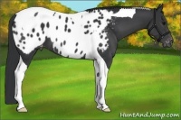 Horse Color:Black Tobiano Appaloosa 