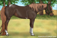 Horse Color:Liver Chestnut Tobiano