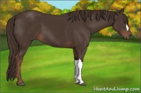 Horse Color:Liver Chestnut