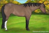 Horse Color:Brown Dun 