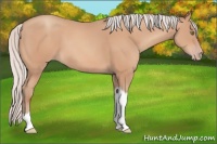 Horse Color:Silver Amber Champagne Tobiano Frame 