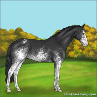Horse Color:White Spotted Black Appaloosa 