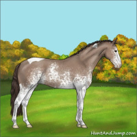 Horse Color:White Spotted Classic Champagne Tobiano 