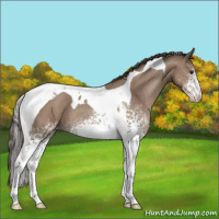 Horse Color:White Spotted Classic Champagne Tobiano 