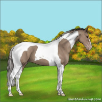 Horse Color:Classic Champagne Tobiano 