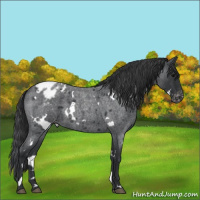 Horse Color:White Spotted Blue Roan Varnish 