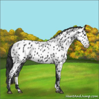 Horse Color:Blue Roan Near Leopard 