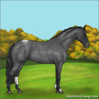 Horse Color:Blue Roan Snowcap 