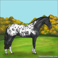 Horse Color:Blue Roan Tobiano Appaloosa