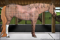 Horse Color:Plaid  Liver Red Dun Ice Brindle 
