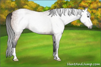 Horse Color:Gray Bay Varnish 