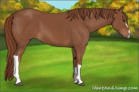 Horse Color:Chestnut 