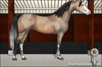 Horse Color:Bay Dun  and Bay Dun Splash 