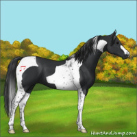 Horse Color:Black Tobiano