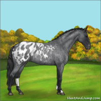 Horse Color:Blue Roan Appaloosa