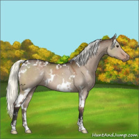 Horse Color:White Spotted Liver Red Dun Mushroom