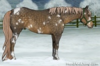 Horse Color:White Spotted Chocolate Palomino Tobiano Rabicano