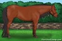 Horse Color:Brown 