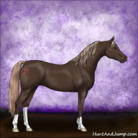 Horse Color:Liver Chestnut 