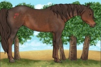 Horse Color:Liver Chestnut 