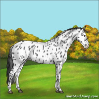 Horse Color:Blue Roan Leopard 
