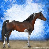 Horse Color:Brown Tobiano 
