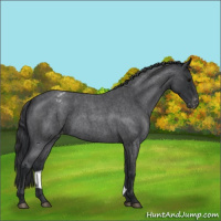 Horse Color:Blue Roan Varnish 