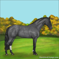 Horse Color:Blue Roan Varnish 