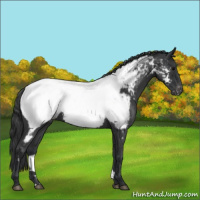 Horse Color:Blue Roan Near Fewspot