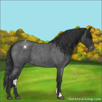 Horse Color:Blue Roan Varnish 