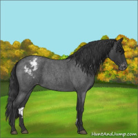 Horse Color:Blue Roan Appaloosa 