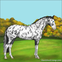 Horse Color:Blue Roan Splash Near Leopard 