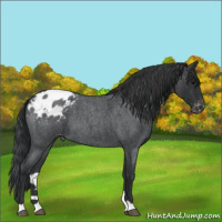 Horse Color:Blue Roan Varnish 