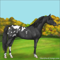Horse Color:Blue Roan Appaloosa