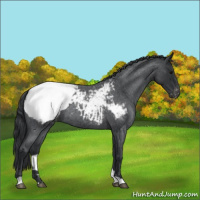 Horse Color:Blue Roan Snowcap 