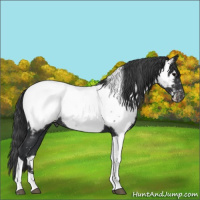 Horse Color:Black Tobiano Near Fewspot