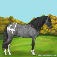 Horse Color:Blue Roan Appaloosa