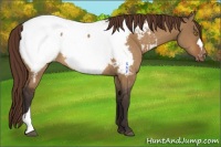 Horse Color:Buckskin Dun Appaloosa 