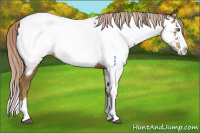 Horse Color:Chocolate Palomino Splash Appaloosa 