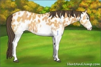 Horse Color:White Spotted Buckskin Appaloosa 