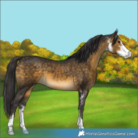 Horse Color:Buckskin Sabino