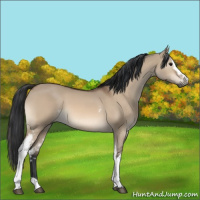 Horse Color:White Spotted Bay Dun
